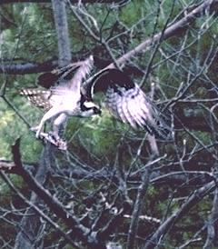 osprey in flight