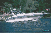 Cruiser and loons