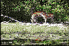 Doe and Fawns