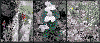 Spring Flowers