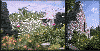 Heritage Flowers