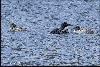 Loon Chicks