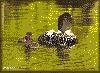 Loon Chicks