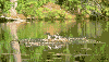 Loon on Nest