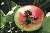 Apple and Wasps
