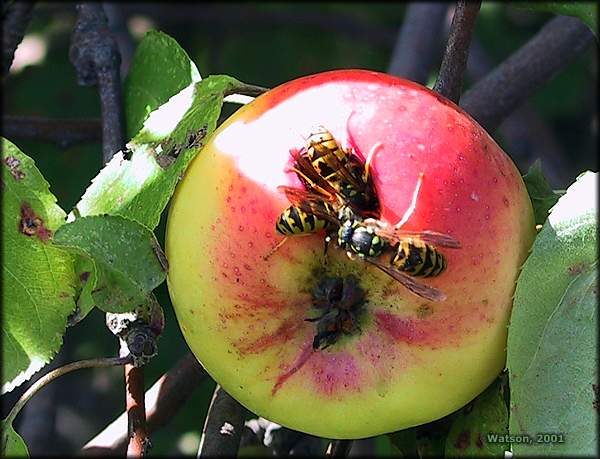 Apple and Wasps