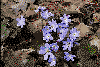 Hepatica