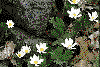 Bloodroot