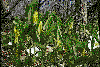 Bellwort
