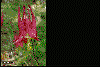 Columbine