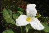 Trillium