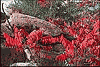 Granite and Sumac