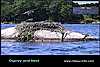 Osprey and Nest
