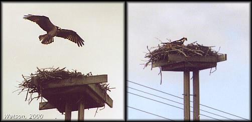 Osprey and Nest