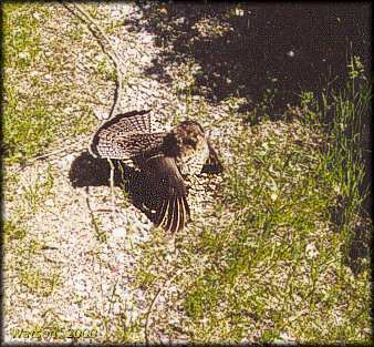 Mother partridge