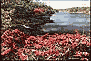 Fall Colour