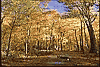 Fall Colour Road