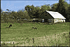 Horses and Barn
