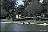 Knick Knack Shoreline