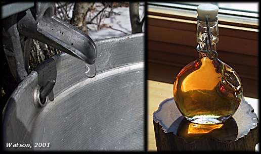 Maple Sap to Maple Syrup
