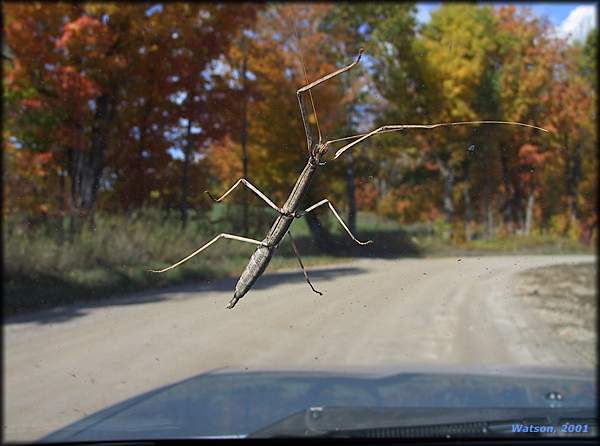 Walking Stick Insect