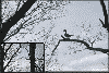 Faux Wood Duck