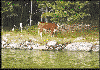 Wood Cows