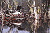 Loon on Nest