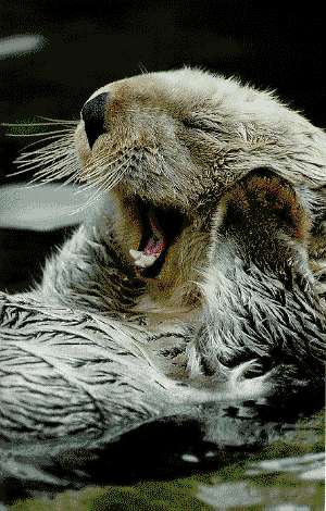 Sea Otter (really cute)