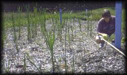 septic-constructed wetlands