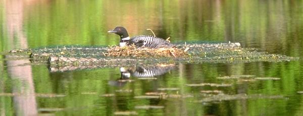 common loon nest. maintaining a loon nest.