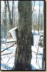 Maple Syrup Buckets