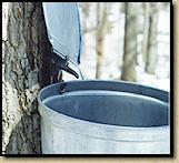 Spile and bucket