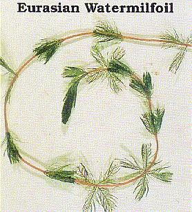 Eurasian Milfoil