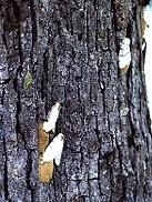 Gypsy Moth Caterpillar