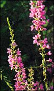 Purple Loosestrife