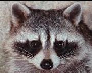 Raccoon