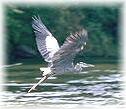 Blue Heron