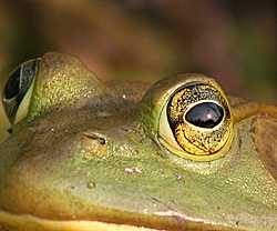 froggy