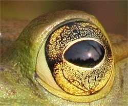 froggy