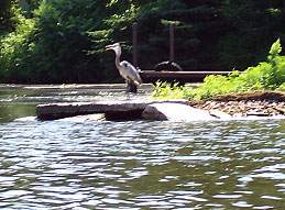 Great Blue Heron