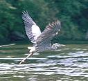 heron