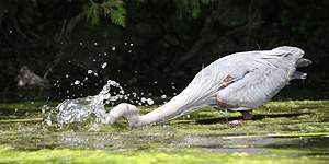 Heron Feeding