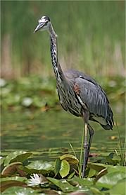 Great Blue Heron