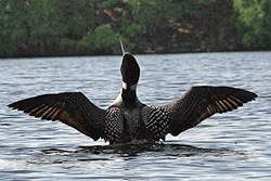 Common Loon