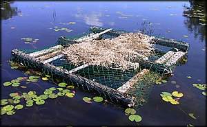 Loon Nest - after loon has left