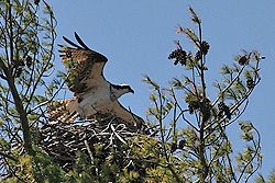 Osprey