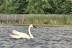 Swan