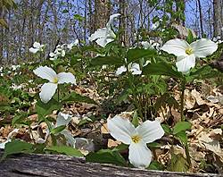 Trilliums