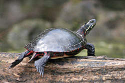 Painted Turtle